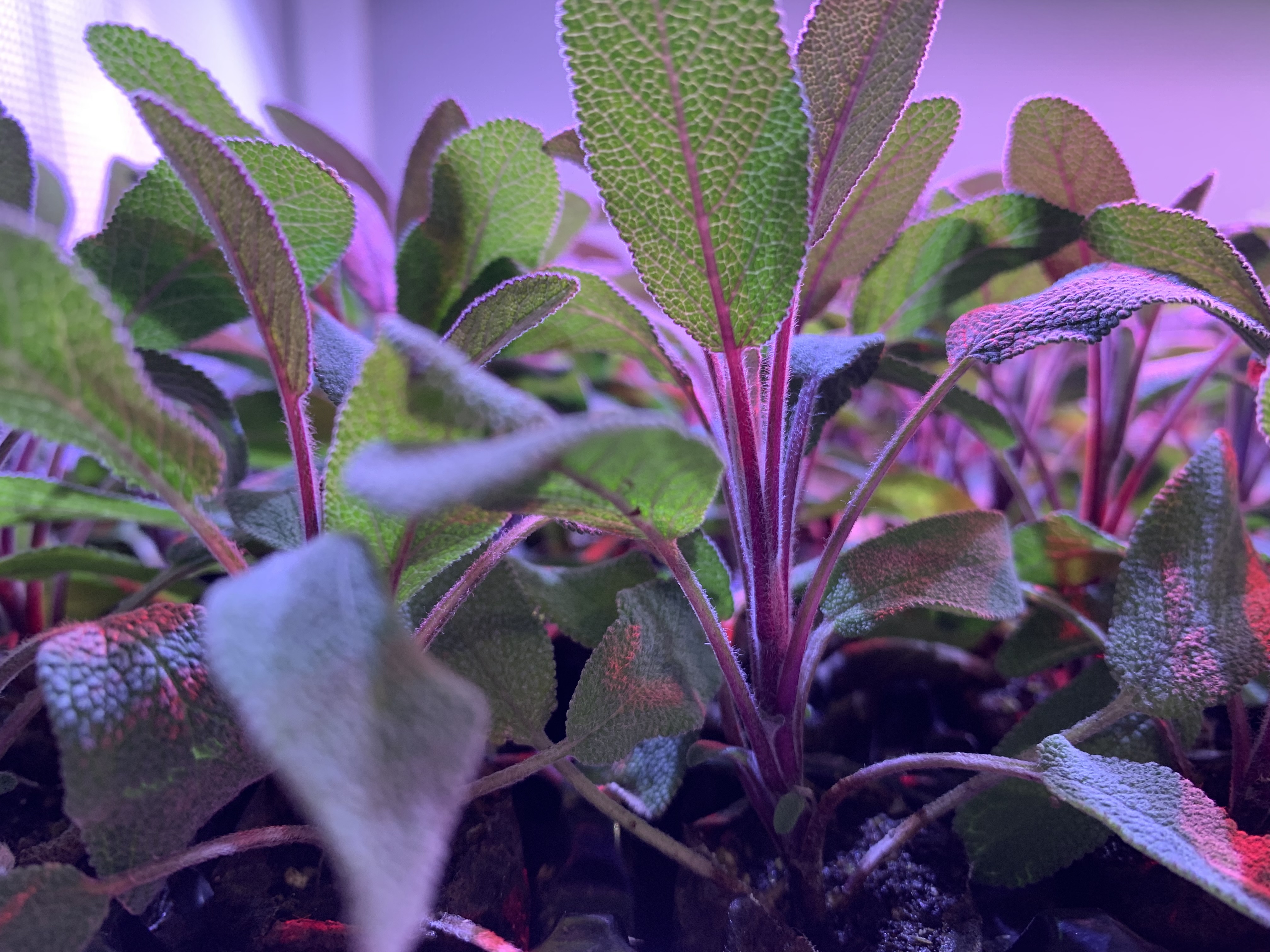 Can you cultivate on a Danish trolley?